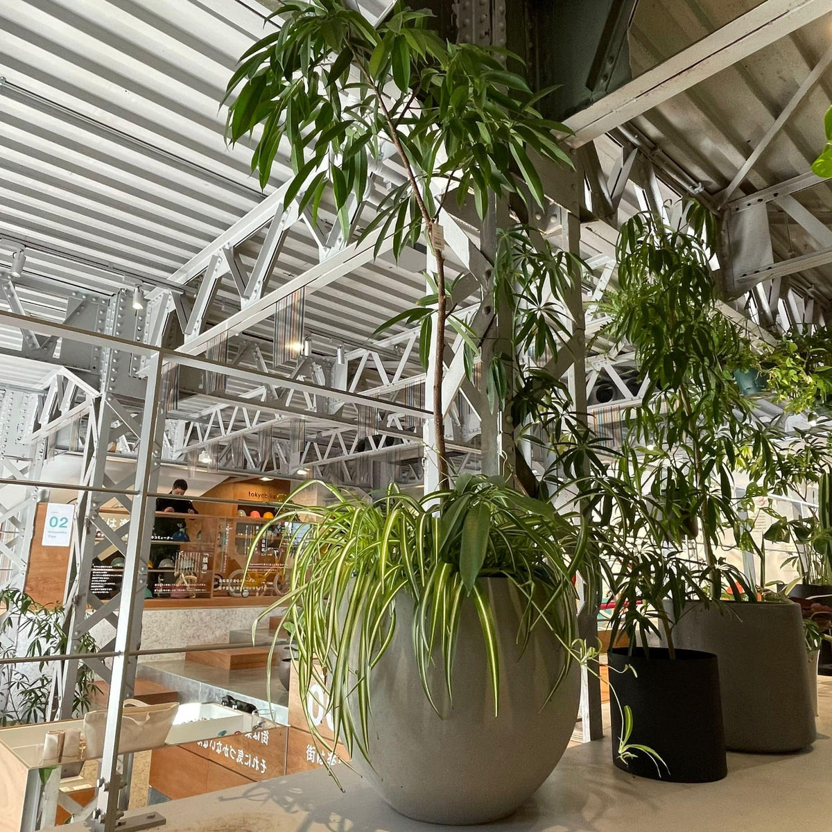 セメントラウンドプランター I 大きな植木鉢 I プラント