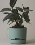 170mm Self Watering Planter by Mr Kitly ミスターキトリー プランター