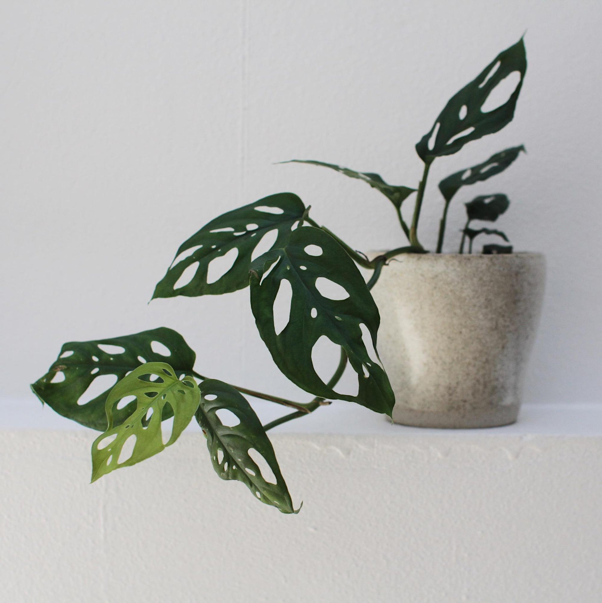 Swiss Cheese Plant ( Monstera friedrichsthalii) スイスチーズプラント(マドカズラ)