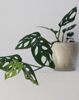 Swiss Cheese Plant ( Monstera friedrichsthalii) スイスチーズプラント(マドカズラ)