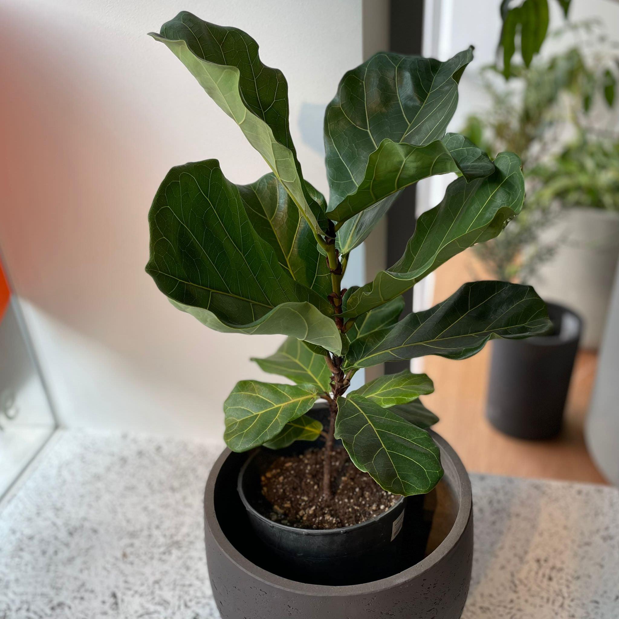 専用　フィカスリラータ斑入り　ficus LYRATA variegated