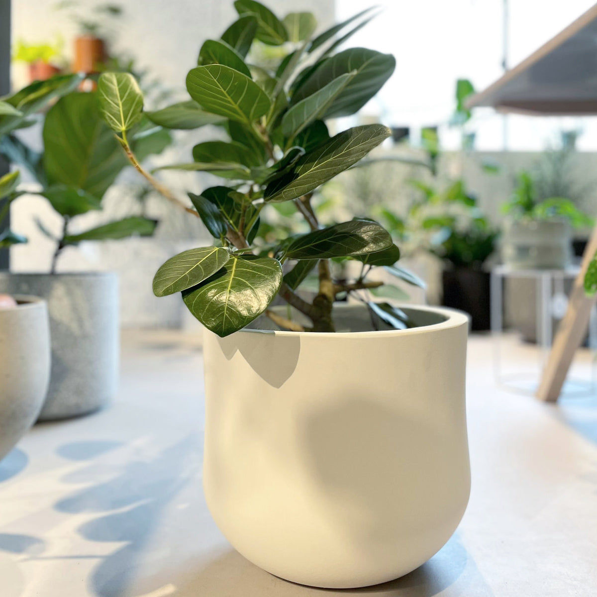 フィンチプランター I 大きな植木鉢 I プラントソサエティトーキョー