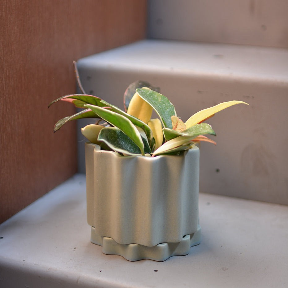 ホヤ・カルノーサ・リップカラー I インドアプランツ I プラント