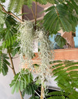 Tillandsia Usneoides (Spanish Moss) チランジア ウスネオイデス