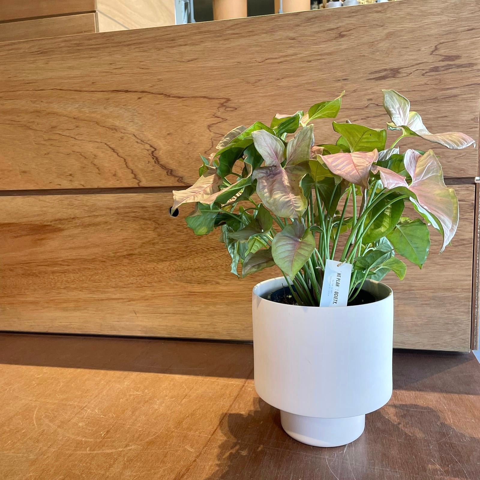 Syngonium podophyllum ・Neon シンゴニウム ・ ネオン