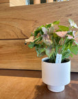 Syngonium podophyllum ・Neon シンゴニウム ・ ネオン