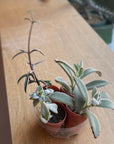 多肉植物ベイビー アソート