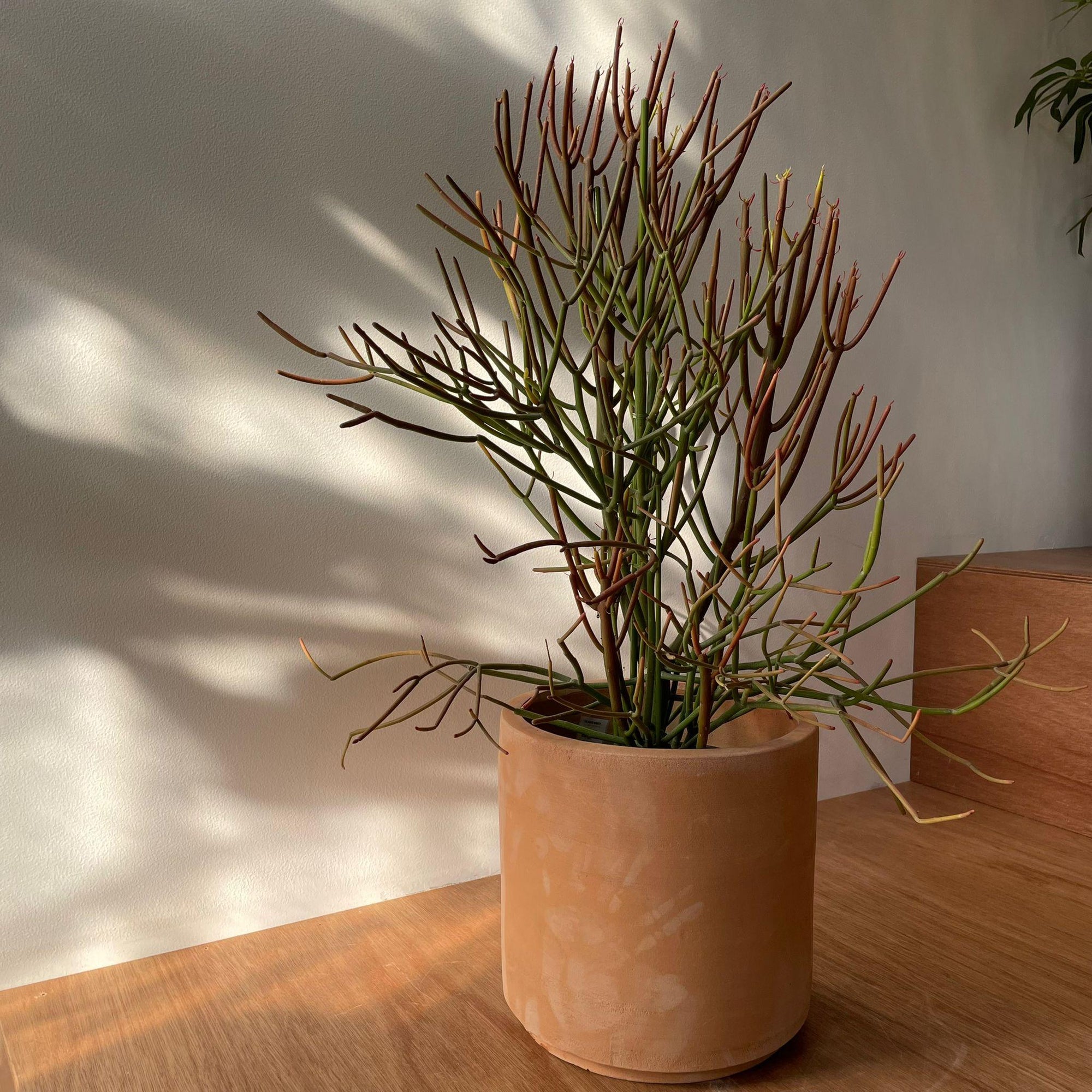 Euphorbia Tirucalli ‘Sticks on Fire’ ユーフォルビア ミルクブッシュ 'スティック オン ファイヤー'