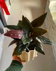 Syngonium podophyllum ・Chocolate シンゴニウム・チョコレート Size 3