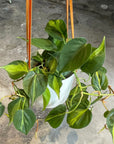 Philodendron 'Brasil' フィロデンドロン ブラジル
