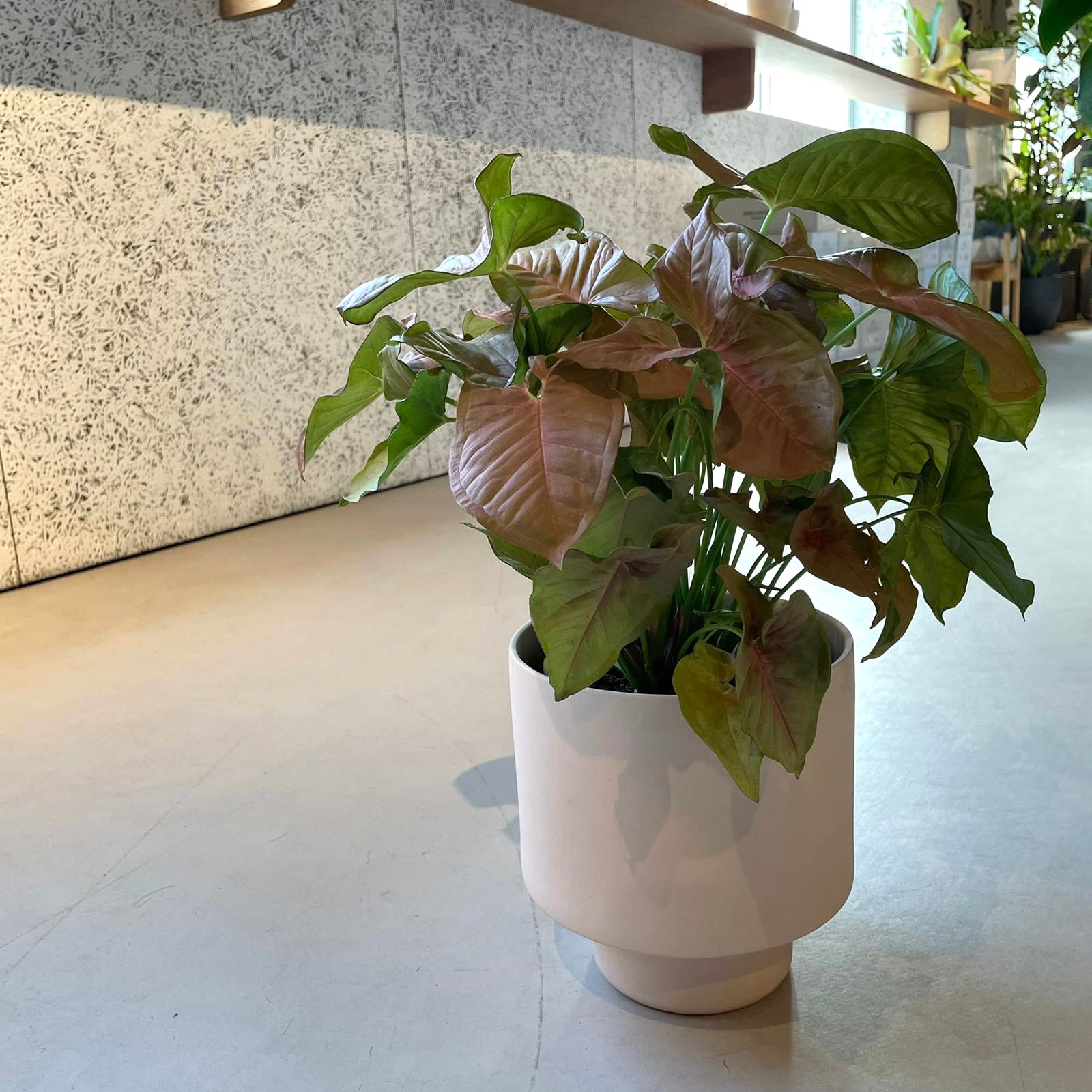 Syngonium podophyllum ・Neon シンゴニウム ・ ネオン