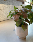Syngonium podophyllum ・Neon シンゴニウム ・ ネオン