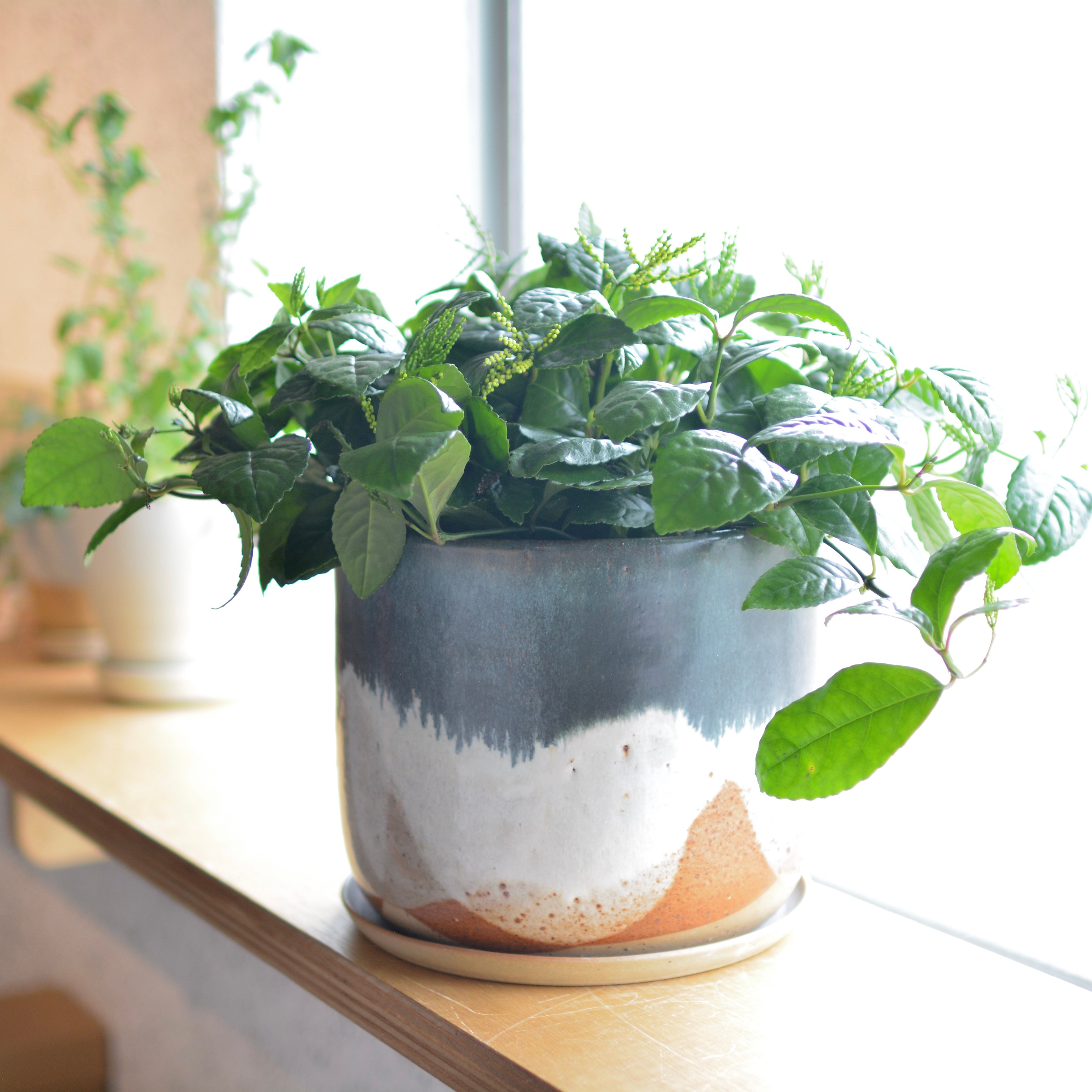 Landscape プランターby Leaf & ThreadI 植木鉢 I プラント