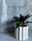 Syngonium podophyllum ・Chocolate シンゴニウム・チョコレート Size 3