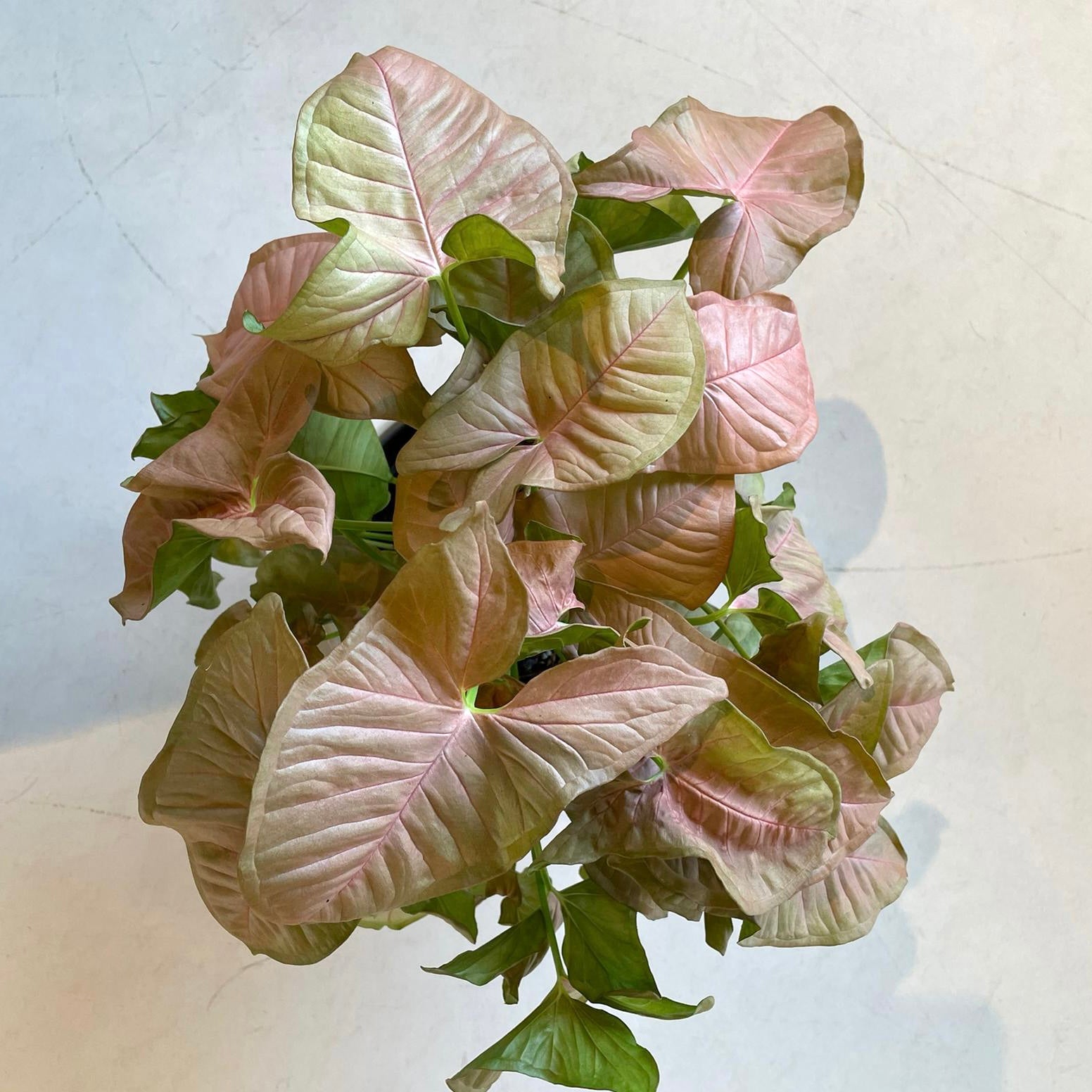 Syngonium podophyllum ・Neon シンゴニウム ・ ネオン