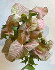 Syngonium podophyllum ・Neon シンゴニウム ・ ネオン