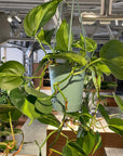 Philodendron 'Brasil' フィロデンドロン ブラジル