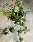 Peperomia pteolata ペペロミア プテオラータ