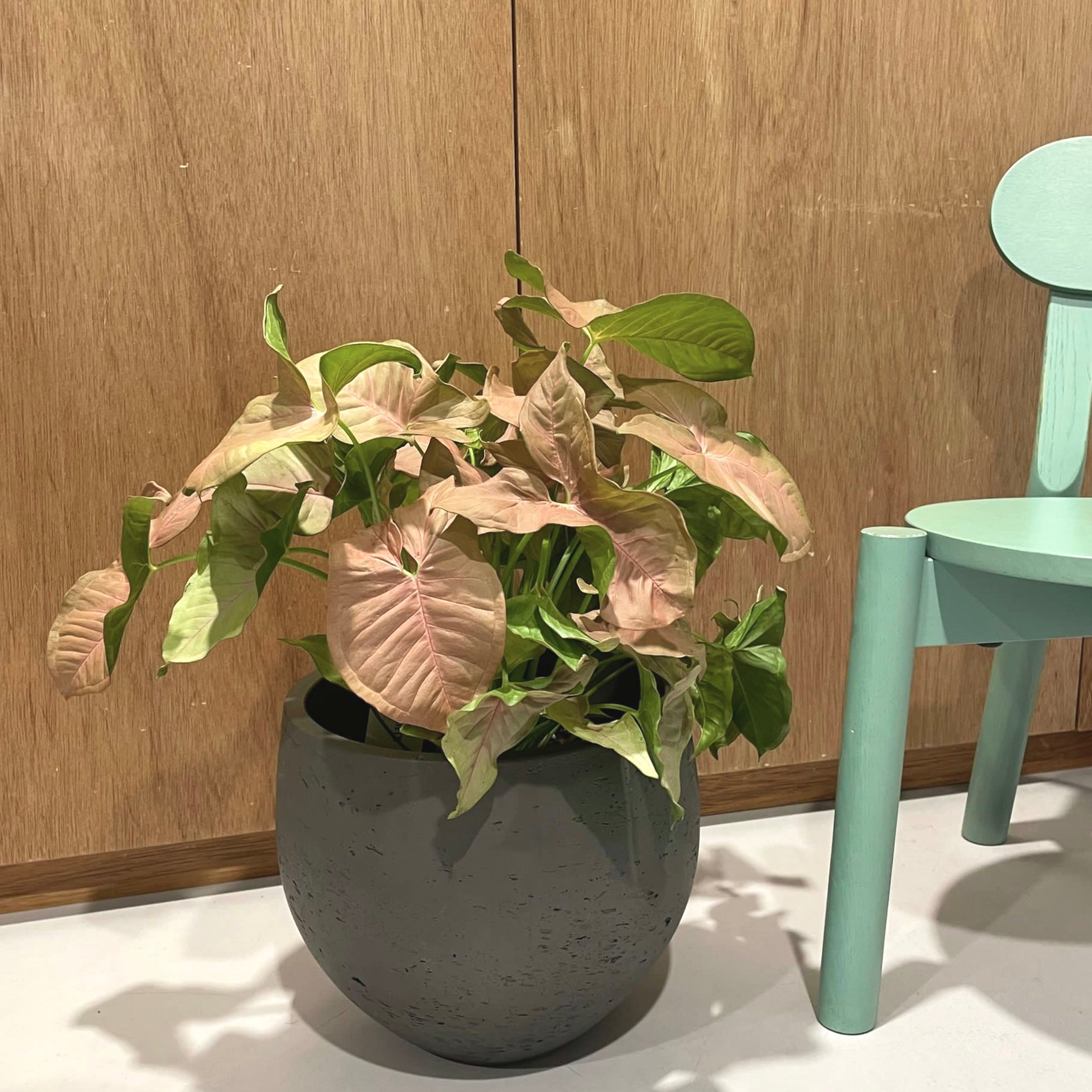 Syngonium podophyllum ・Neon シンゴニウム ・ ネオン