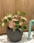 Syngonium podophyllum ・Neon シンゴニウム ・ ネオン