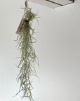 Tillandsia Usneoides (Spanish Moss) チランジア ウスネオイデス