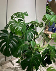 Fruit Salad Plant (Monstera deliciosa) モンステラ デリシオーサ