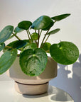 Pilea Peperomioides/Chinese Money Plant ピレア・ペペロミオイデス