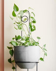 Loop Plant Stake by Ivy Muse ループ プラント ステーク