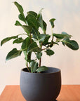 Round Planter ラウンドプランター