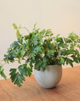 Round Planter ラウンドプランター