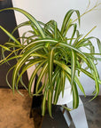 Spider Plant オリヅルラン