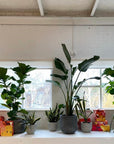Fiddle Leaf Fig フィドル リーフ フィグ (カシワバゴムノキ)