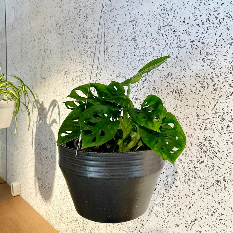 Swiss Cheese Plant ( Monstera friedrichsthalii) スイスチーズプラント(マドカズラ)