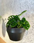 Swiss Cheese Plant ( Monstera friedrichsthalii) スイスチーズプラント(マドカズラ)