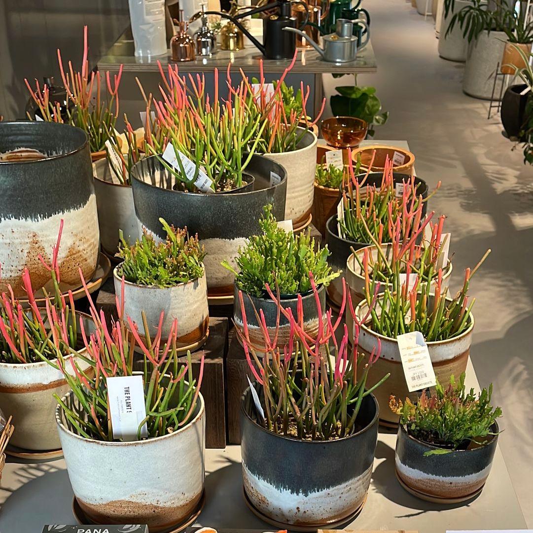 Euphorbia Tirucalli ‘Sticks on Fire’ ユーフォルビア ミルクブッシュ 'スティック オン ファイヤー'