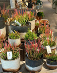 Euphorbia Tirucalli ‘Sticks on Fire’ ユーフォルビア ミルクブッシュ 'スティック オン ファイヤー'