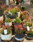 Euphorbia Tirucalli ‘Sticks on Fire’ ユーフォルビア ミルクブッシュ 'スティック オン ファイヤー'