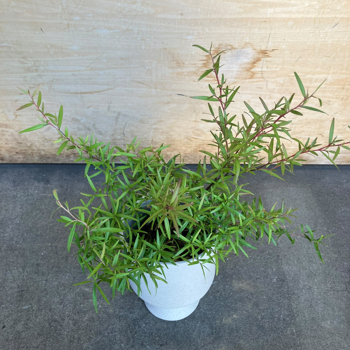 Lemon Tea Tree レモン ティーツリー