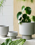 Light Grey Collectors Gro Pot by Angus & Celeste　コレクターズグロウポット ライトグレー