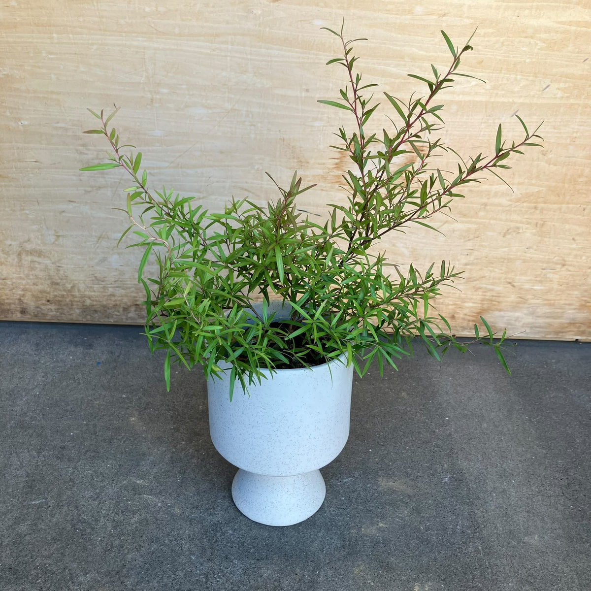 Lemon Tea Tree レモン ティーツリー