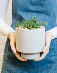 Light Grey Collectors Gro Pot by Angus & Celeste　コレクターズグロウポット ライトグレー