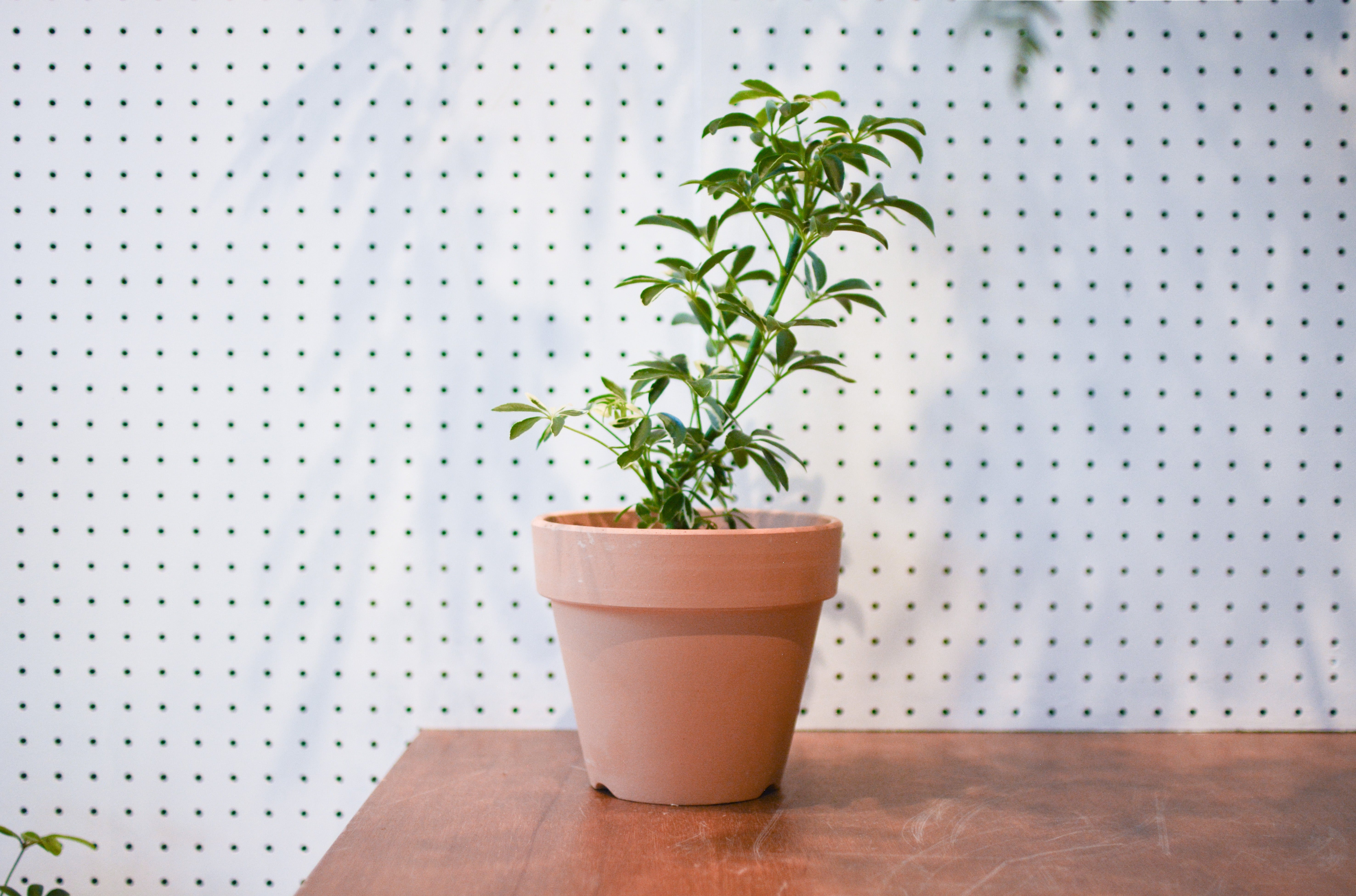 Dwarf Umbrella Tree Assort シェフレラ I インドアプランツ I