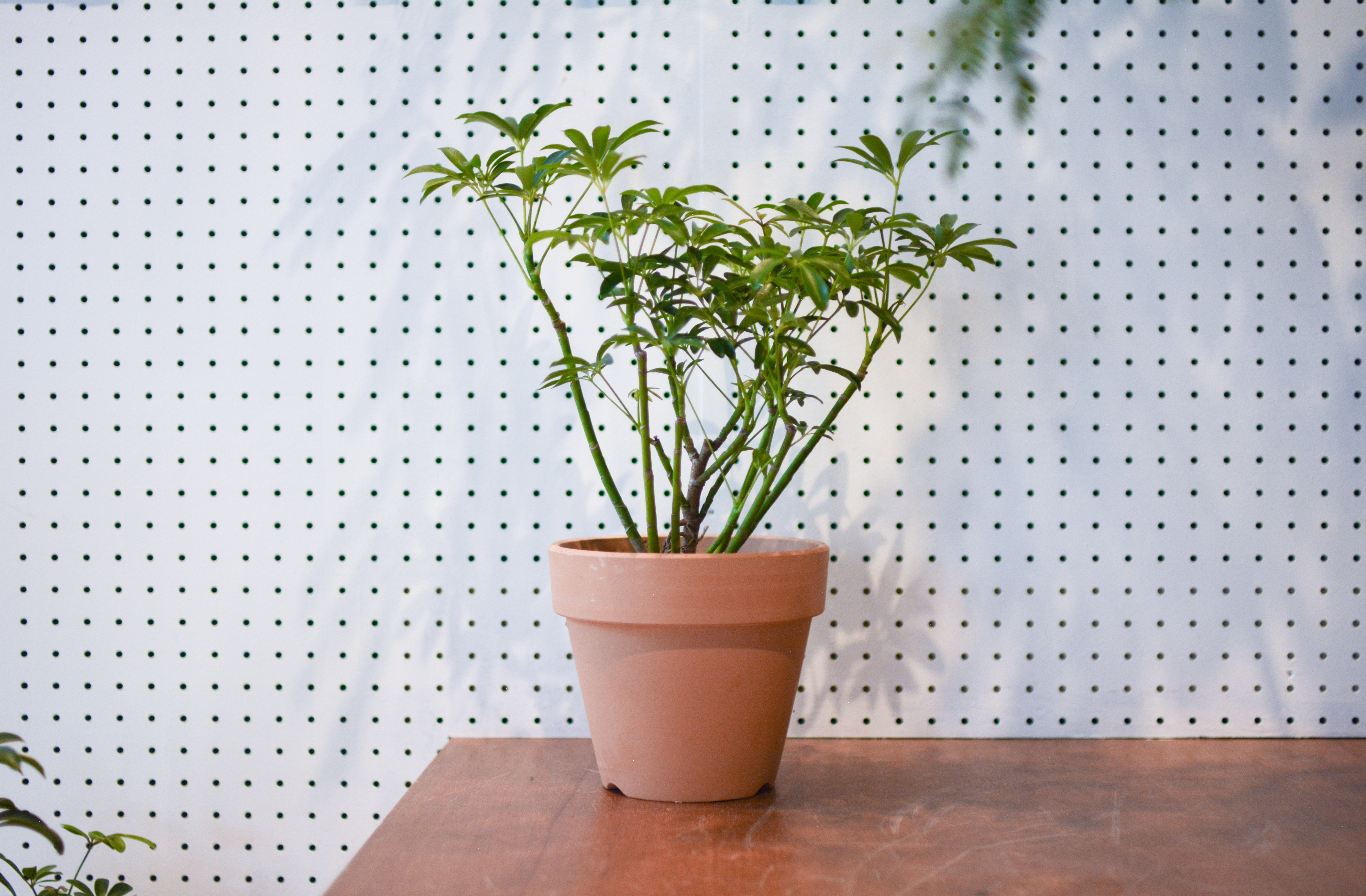 Dwarf Umbrella Tree Assort シェフレラ I インドアプランツ I