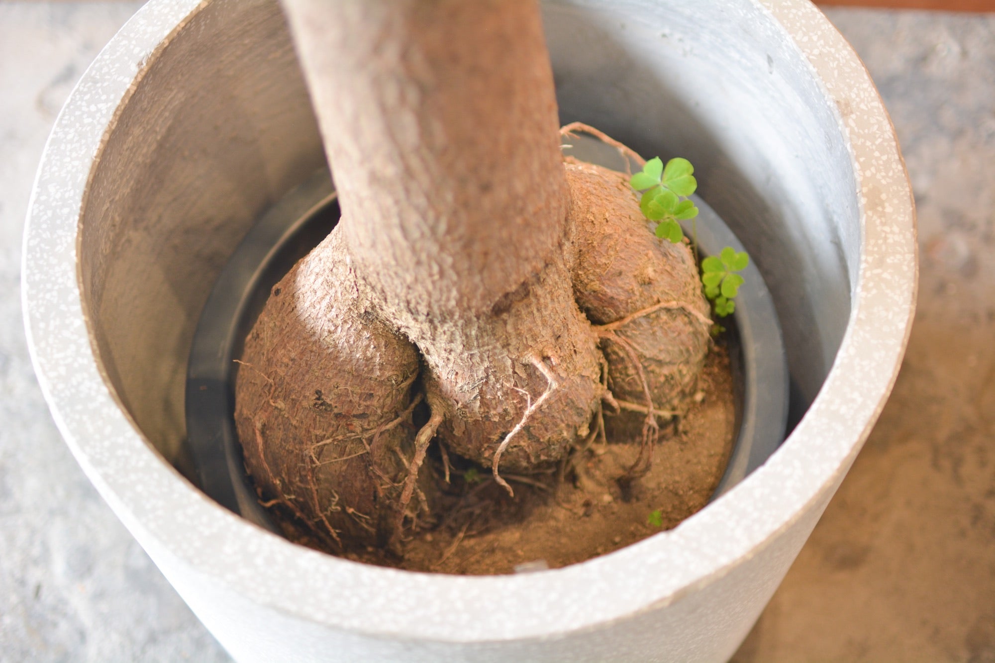 ボトルツリー (ブラキキトン)細葉 I インドアプランツ I プラント