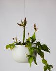 Ash Grey Glazed Earth Hanging Planter by Angus & Celeste ハンギングプランター アッシュグレー