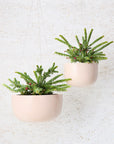 Rocksalt Pink Glazed Earth Hanging Planter by Angus & Celeste ハンギングプランター ロックソルトピンク