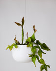 White Boucle Glazed Earth Hanging Planter by Angus & Celeste ハンギングプランター ホワイト ブークレ
