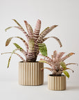 Modular Stack Planter by Angus & Celeste モジュールスタック プランター