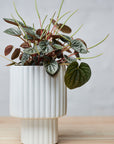 Modular Stack Planter by Angus & Celeste モジュールスタック プランター
