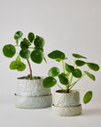 Grey Crackle Organic Planter in by Angus & Celeste オーガニックプランター グレー
